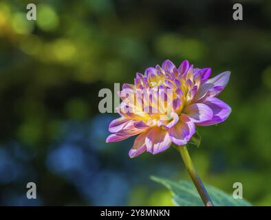 Closeup of a dahnlia flower blossom in the garden Stock Photo