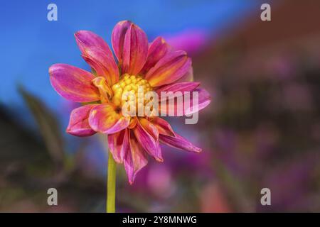 Closeup of a dahnlia flower blossom in the garden Stock Photo