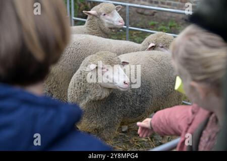 Nauen, Germany. 06th Oct, 2024. Children look at Merino sheep on display in front of St. Jakobi's Protestant Church during a church service to mark the Brandenburg Harvest Festival. Credit: Michael Bahlo/dpa/Alamy Live News Stock Photo