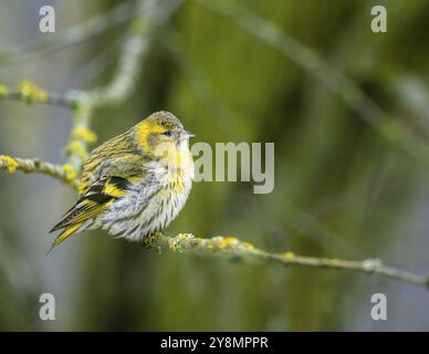 Female black-headed goldfinch sitting on a twig Stock Photo