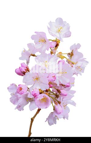 Macro of pink cherry blossoms isolated on white background Stock Photo ...