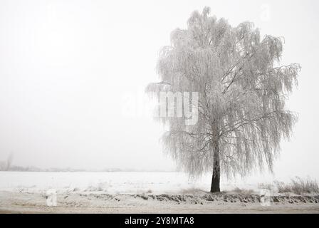 Alone tree at field covered with frost after blizzard Stock Photo