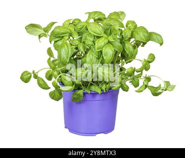 Isolated fresh basil plant in a flower pot Stock Photo