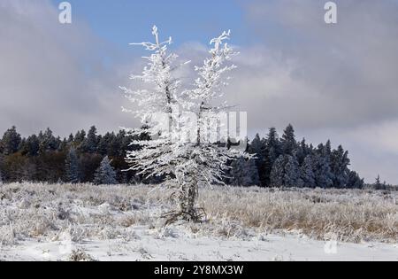 Cypress Hills First Snowfall Alberta Saskatchewan Canada Stock Photo