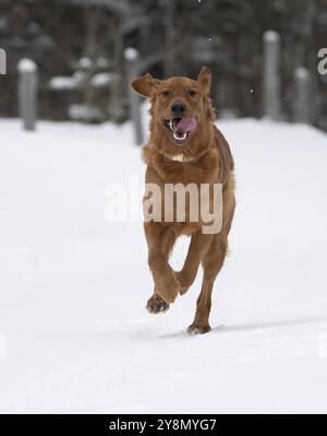 Golden Retreiver Winter in Saskatchewan Kanada Rot Stock Photo