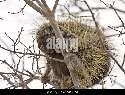 Porcupine in Tree close up winter Canada Stock Photo