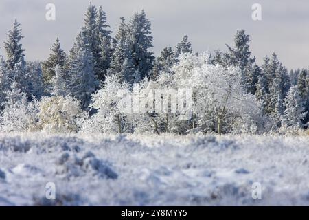 Cypress Hills First Snowfall Alberta Saskatchewan Canada Stock Photo