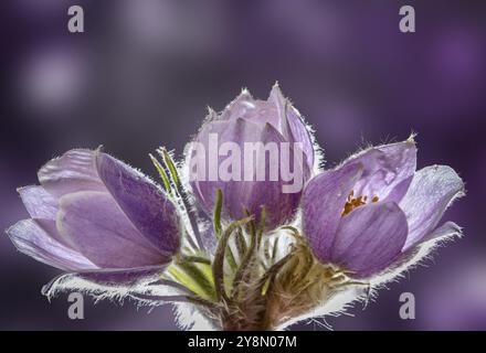 Close up Crocus purple in Saskatchewan Canada Stock Photo