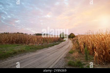 Dirt road between cornfields at sunset. Stock Photo