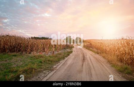 Dirt road between cornfields at sunset. Stock Photo