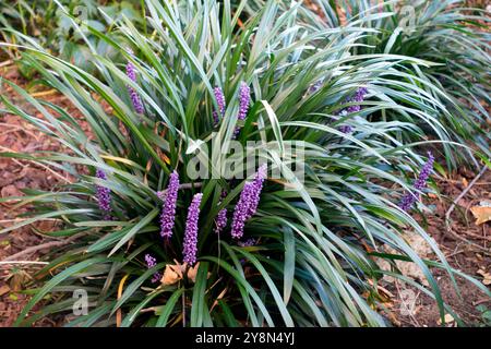 Liriope muscari Moneymaker Monkey Grass Lily Turf Lilyturf Stock Photo