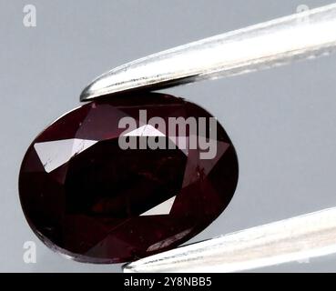 Exquisite Deep Red Oval Cut Natural Ruby Gemstone Under Pincher Light. Stock Photo