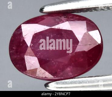 Exquisite Oval-Cut Natural Ruby Gemstone Displayed with Silver Tweezers. Stock Photo