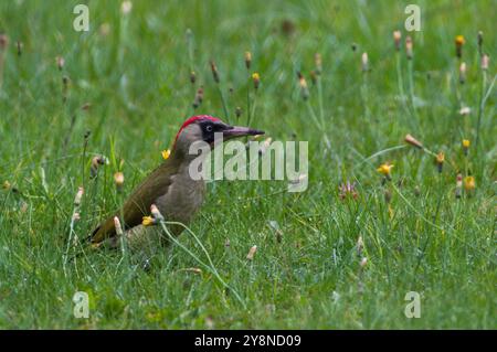 Bird Picus viridis aka European green woodpecker in the grass in autumn evening. Stock Photo