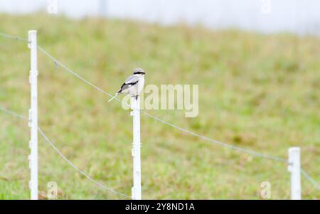 Lanius excubitor aka Great grey shrike perched on the pole. Stock Photo