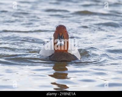 Common Pochard drake (Aythya ferina) at WWT Slimbridge. Stock Photo