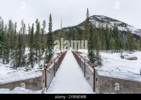 Winter scene of footbridge in pine forest with snow covered at Yoho national park, BC, Canada Stock Photo