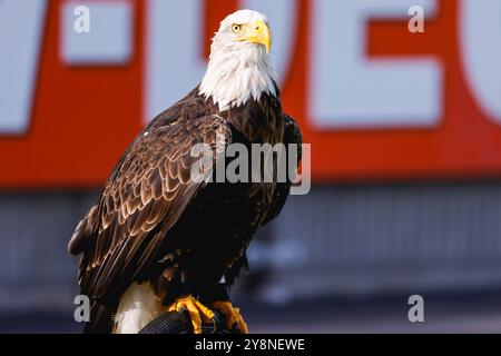 Deventer, Netherlands. 06th Oct, 2024. DEVENTER, NETHERLANDS - OCTOBER 6: mascotte Harley of Go Ahead Eagles during a Dutch Eredivisie match between Go Ahead Eagles and Heracles Almelo at De Adelaarshorst on October 6, 2024 in Deventer, Netherlands. (Photo by Raymond Smit/Orange Pictures) Credit: Orange Pics BV/Alamy Live News Stock Photo