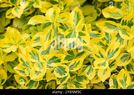 Euonymus fortunei Emerald 'n' Gold, spindle Emerald 'n' Gold, winter creeper, broad yellow-margined leaves, Stock Photo