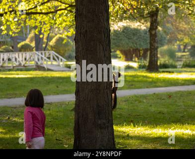 Eastern Fox Squirrel (Sciurus Niger). Young Eastern Fox Squirrel explores the park in search of nuts and seeds. Stock Photo