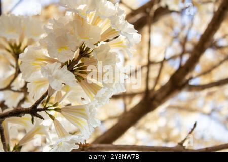 Goiania, Goias, Brazil – Outubro 04, 2024: Close up of branches of a leafy ipe tree full of white flowers. Frame full of flowers. Stock Photo