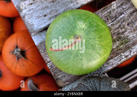 Top view of round green Kalebasse Corsican Calabash gourd Stock Photo