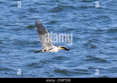 A grey heron flying Stock Photo