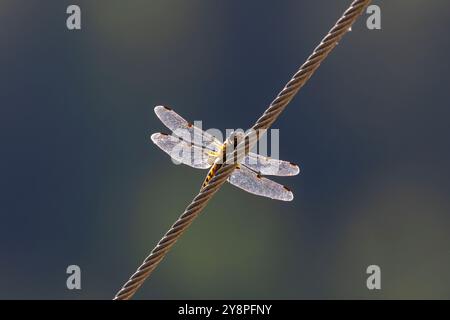 A dragonfly sitting on a wire Stock Photo