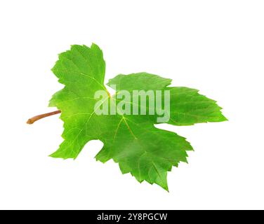 Single vine leaf isolated on white background Stock Photo