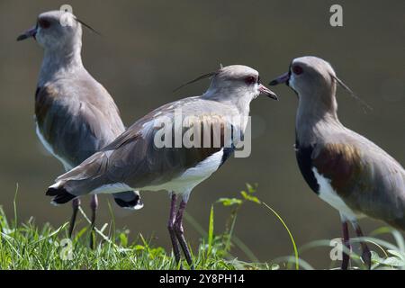 Three birds are standing on a grassy hillside. One of the birds has a long tail Stock Photo