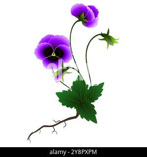 Violet plant on a white background. Stock Vector