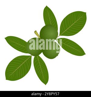 Green walnuts with leaves on a white background. Stock Vector