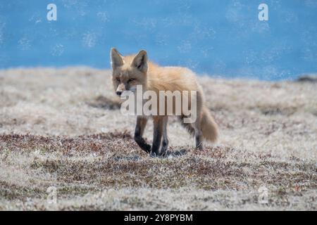 Red fox adult female heading back to her den Cape St. Mary's, Newfoundland Stock Photo