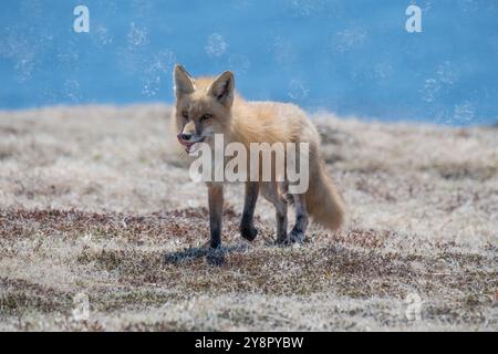 Red fox adult female heading back to her den Cape St. Mary's, Newfoundland Stock Photo