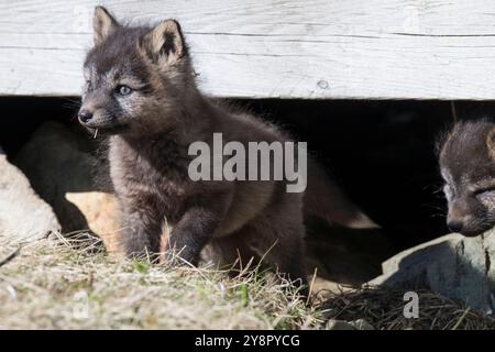 Red fox kits walking around near the entrance to their den, Cape St. Mary's, Newfoundland Stock Photo