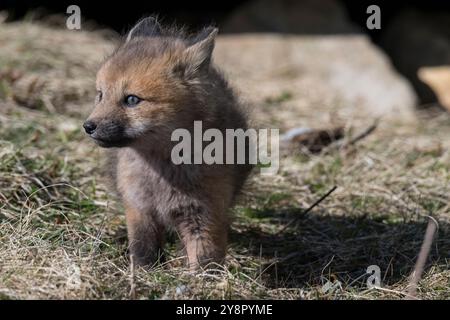 Red fox kits walking around near the entrance to their den, Cape St. Mary's, Newfoundland Stock Photo