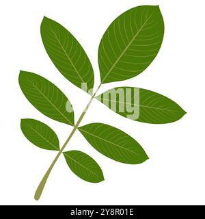 Leaves of walnut tree on white isolated background. Stock Vector