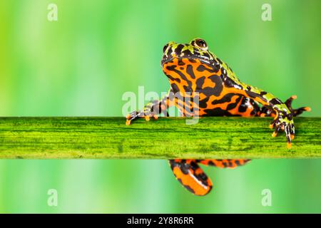 Oriental fire-bellied toad - Bombina orientalis - Stock Photo