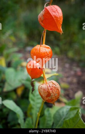 Physalis Peruviana Flower Seeds. It's also called the Chinese lantern flower or Japanese lantern fruit. It has turned to orange colors Stock Photo