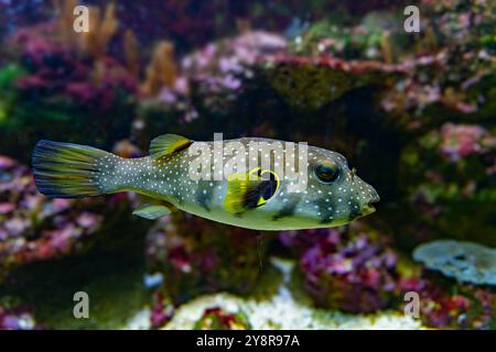 White-spotted puffer, Whitespotted blaasop or Stripedbelly blowfish (Arothron hispidus). Its distribution extends through the Indo-Pacific area Stock Photo