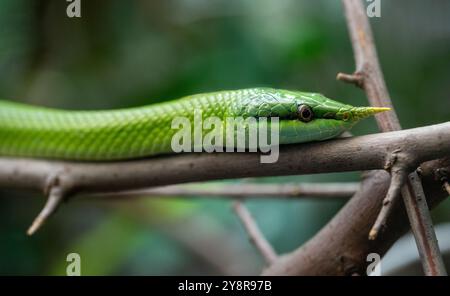 Vietnamese long-nosed snake (Gonyosoma boulengeri) on a branch, captive, Germany Stock Photo