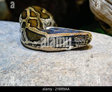 Close up of a burmese python on ground. It is native to a large area of Southeast Asia. Stock Photo