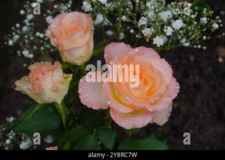 beautiful rose floral background. fresh pink orange roses with water droplets on petals. pretty flowers Stock Photo