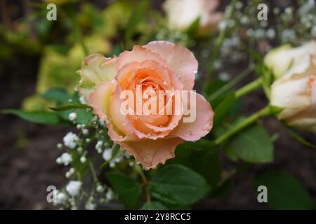 beautiful rose floral background. fresh pink orange roses with water droplets on petals. pretty flowers Stock Photo