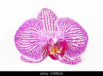 Pink orchid isolated on white background Stock Photo
