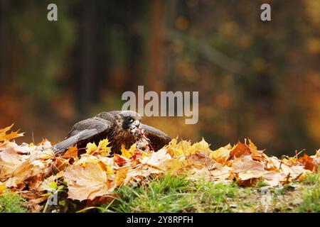 Peregrine falcon (Falco peregrinus) with caught kill bird. Beautiful bird of prey feeding on killed big bird in autumn leaves. Bird carcass on forest Stock Photo