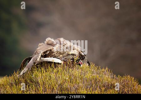 Common buzzard (Buteo buteo) with prey in afternoon day on meadow with blueberry bush. Action scene from nature. Bird of prey on meadow in autumn. Cze Stock Photo