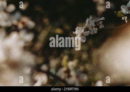 Sour cherry (Prunus cerasus) blossom at spring Stock Photo