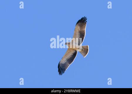 A booted eagle, Hieraaetus pennatus, also classified as Aquila pennata, photographed in flight against a blue sky. Stock Photo