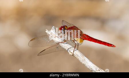 A male red-veined darter or nomad dragonfly, Sympetrum fonscolombii resting on a twig. Stock Photo